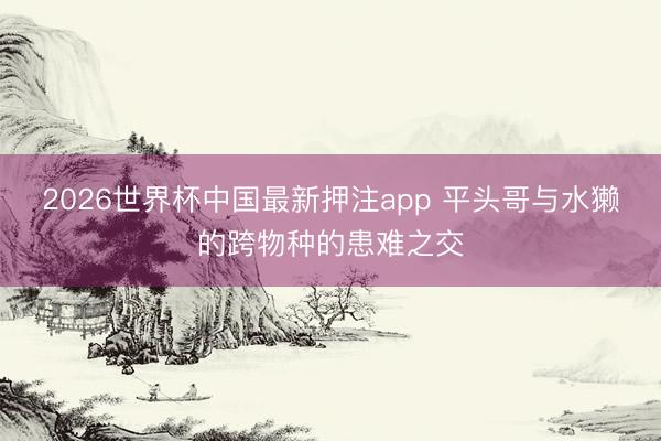 2026世界杯中国最新押注app 平头哥与水獭的跨物种的患难之交